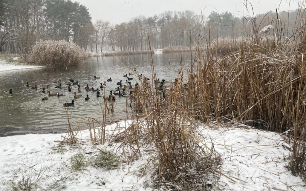 Перший сніг у Києві: тест на міцність для комунальних служб та транспортної інфраструктури