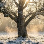 Сила природи та внутрішня ясність: Аналіз кельтського гороскопа на 23 грудня 2025 року