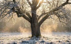 Сила природи та внутрішня ясність: Аналіз кельтського гороскопа на 23 грудня 2025 року