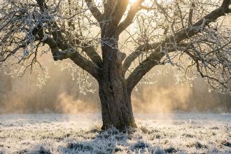Сила природи та внутрішня ясність: Аналіз кельтського гороскопа на 23 грудня 2025 року
