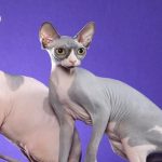 Чи заборонять в Україні сфінксів та висловухих котів за прикладом Нідерландів