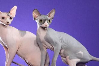 Чи заборонять в Україні сфінксів та висловухих котів за прикладом Нідерландів