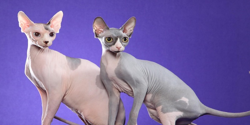 Чи заборонять в Україні сфінксів та висловухих котів за прикладом Нідерландів