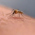 Чікунгунья в Європі: симптоми та поради захисту