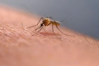 Чікунгунья в Європі: симптоми та поради захисту