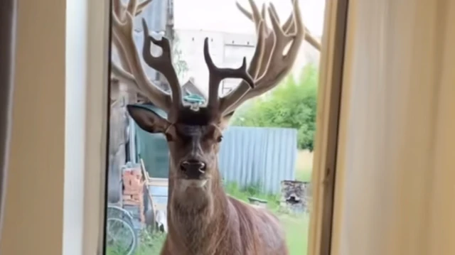 ДТП з оленем Борисом на Рівненщині — що сталося і в якому він стані