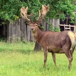 ДТП з оленем Борисом на Рівненщині — що сталося і в якому він стані