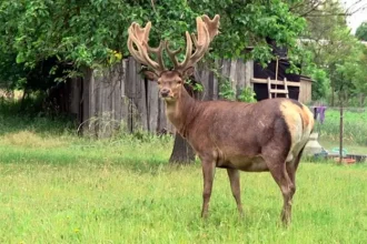 ДТП з оленем Борисом на Рівненщині — що сталося і в якому він стані