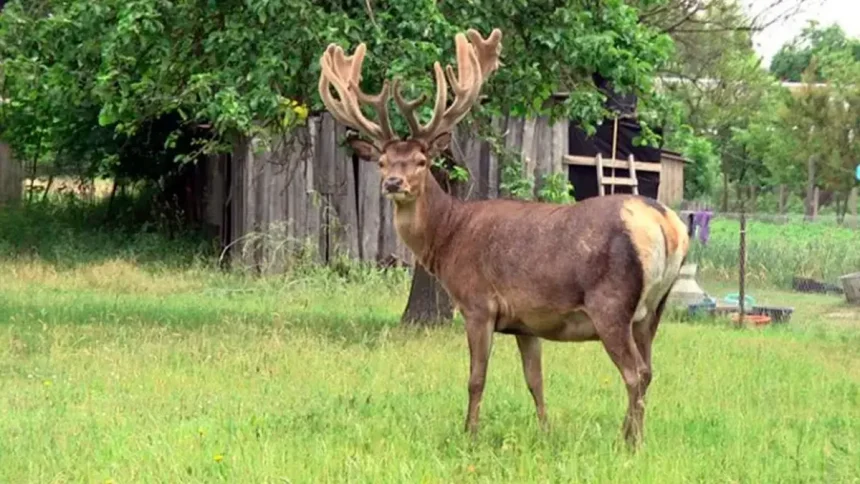 ДТП з оленем Борисом на Рівненщині — що сталося і в якому він стані