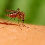 Гарячка Денге в Україні: як розпізнати, чим лікують і чи є вакцина