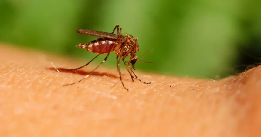 Гарячка Денге в Україні: як розпізнати, чим лікують і чи є вакцина