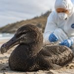 Пташиний грип H5N1 підтвердили у дикого морського птаха в Новому Південному Уельсі. В Австралії зафіксовано шість випадків у трьох штатах, заражень свійської птиці немає.