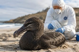 Пташиний грип H5N1 підтвердили у дикого морського птаха в Новому Південному Уельсі. В Австралії зафіксовано шість випадків у трьох штатах, заражень свійської птиці немає.